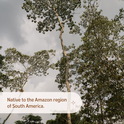 Dragon's Blood - 100% Pure Sangre de Grado (30 ml)