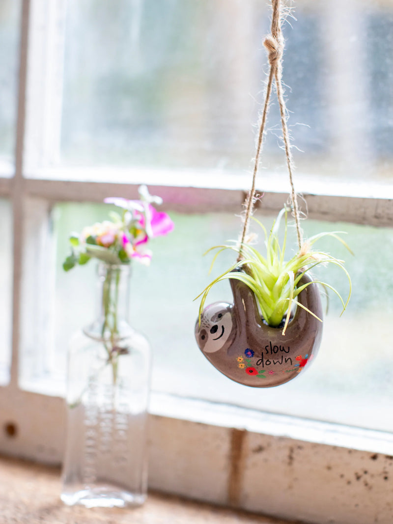 Grey Sloth Hanging Succulent